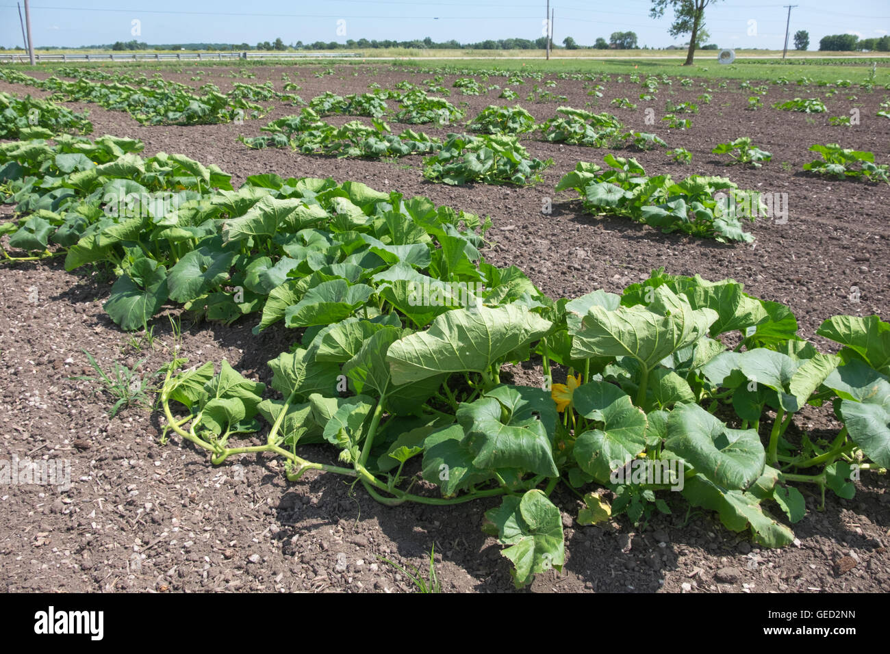 Pumpkin vines growing on a farm in northern Illinois, USA Stock Photo
