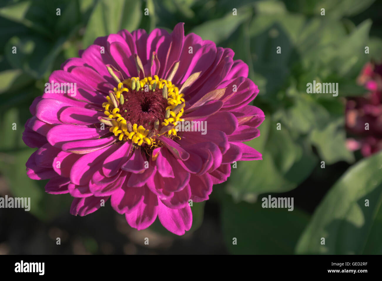 Double bloom hires stock photography and images Alamy