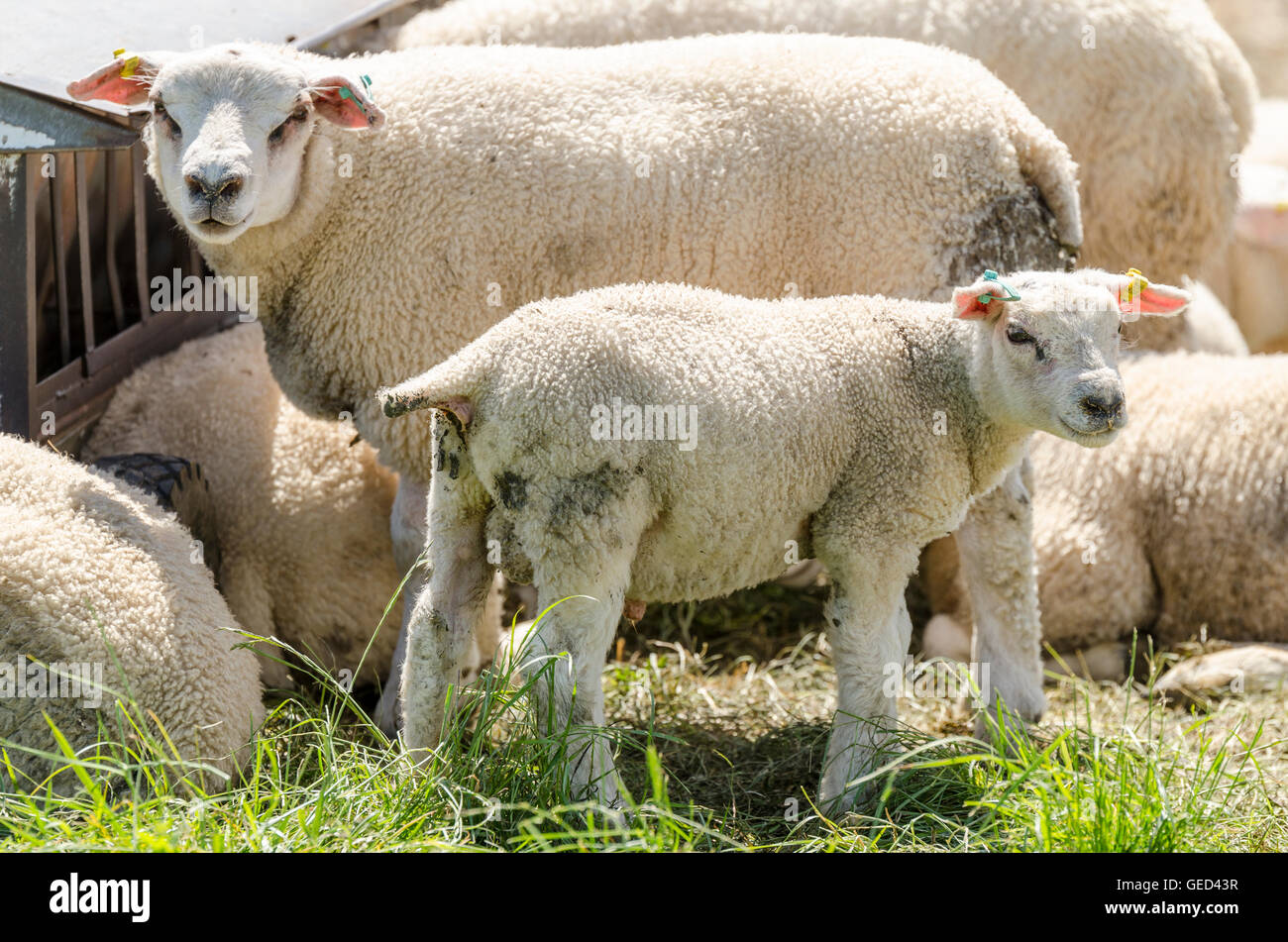 Sheep and lamb at feeding trough looking at camera Stock Photo - Alamy