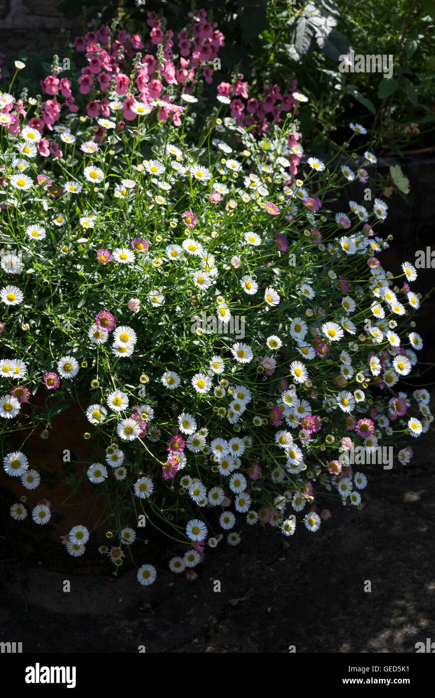 A pot full of Erigeron karvinskianus profusion in full flower. Stock Photo