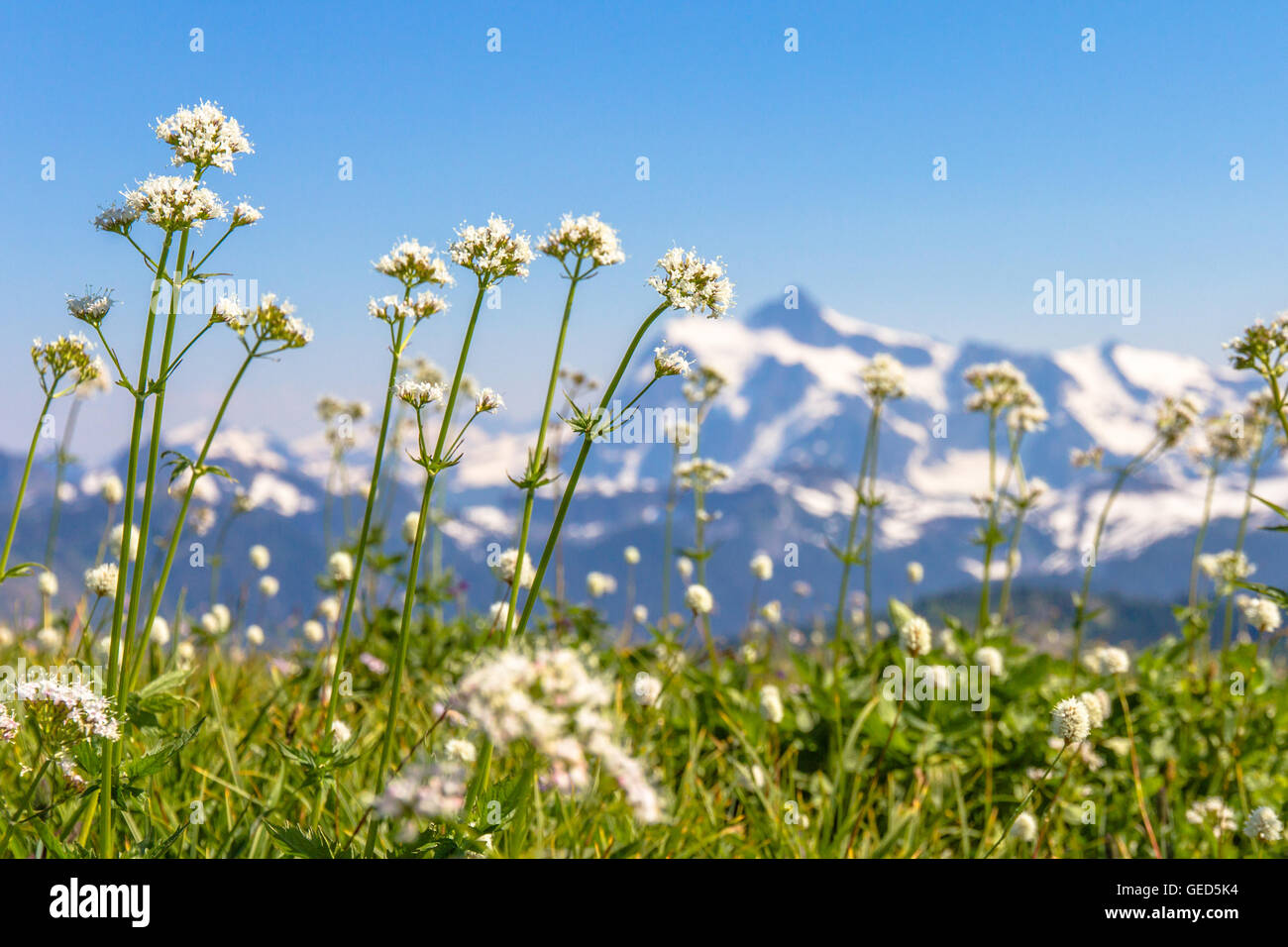 Mount washington state white mountains mount hi-res stock photography ...