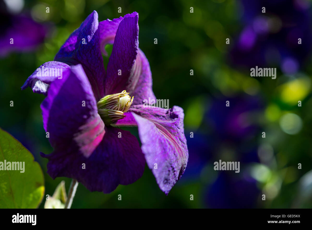 Clematis Jackmanii flower with rich purple petals in a summer garden. Stock Photo