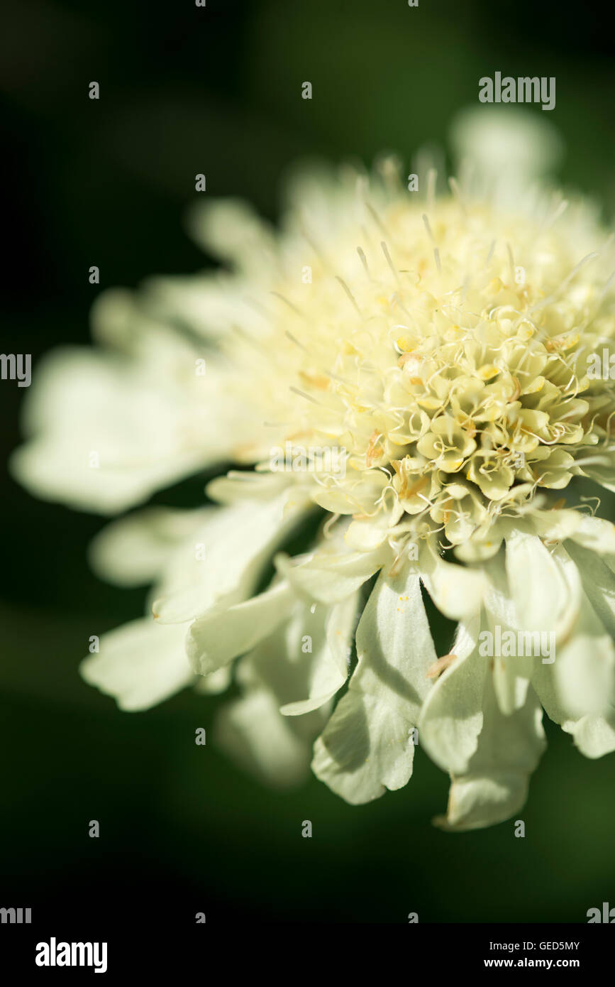 Close up of a pale yellow Cephalaria Gigantea flower. Stock Photo