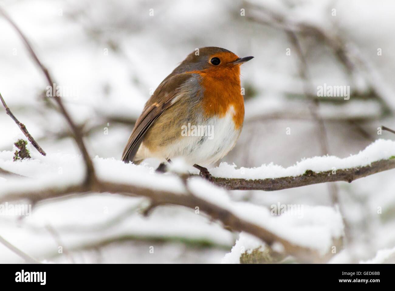 A Robin in the Snow Stock Photo