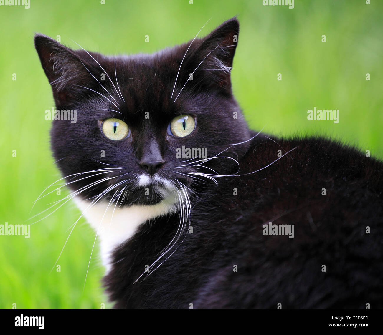 Domestic female black and white cat ( Felis catus) , Worcetsershire ...