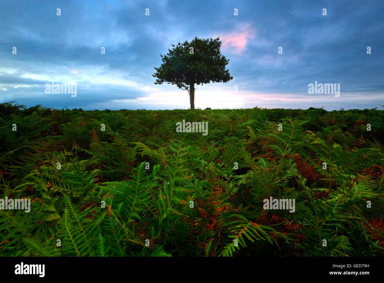 Gorse New Forest High Resolution Stock Photography and Images - Alamy