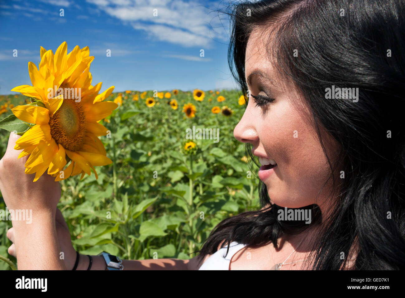 Pretty young brunette woman in a sunflower field holding a sunflower ...