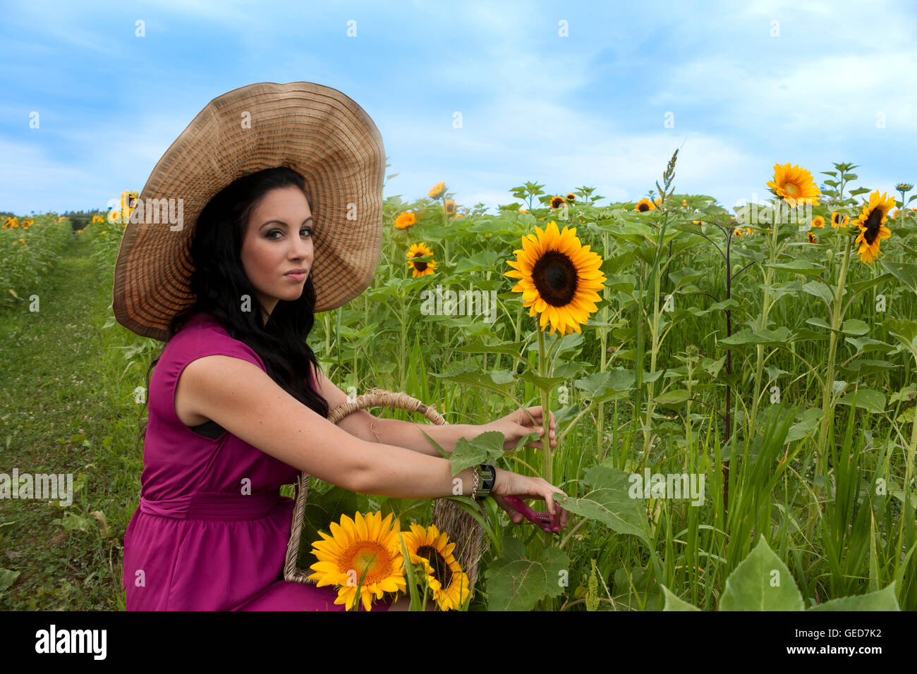 Pretty young brunette woman wearing large hat in a sunflower field ...