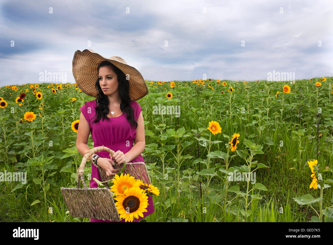 Pretty young brunette woman wearing large hat in a sunflower field with ...