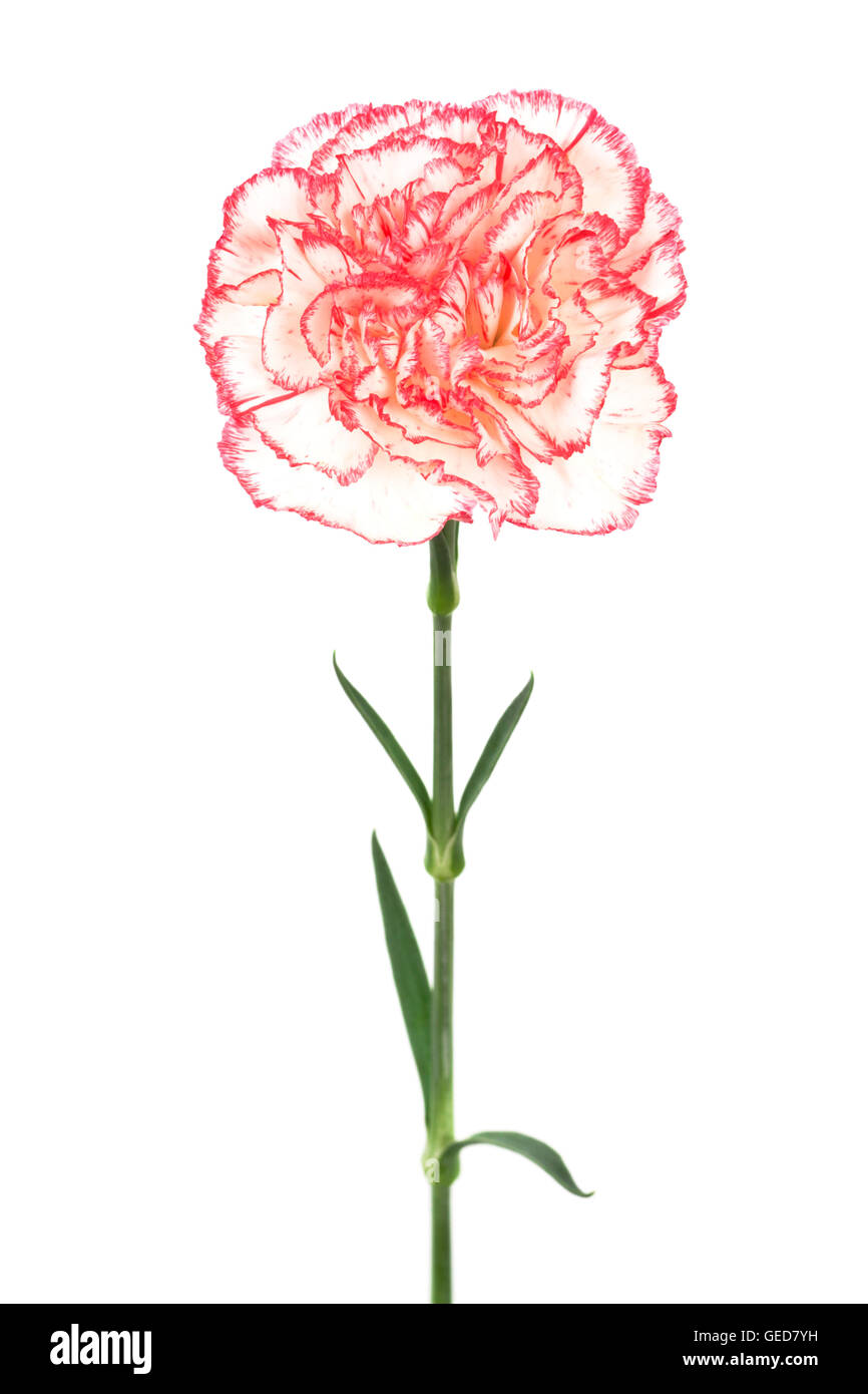 Beautiful pink carnation on a white background Stock Photo - Alamy