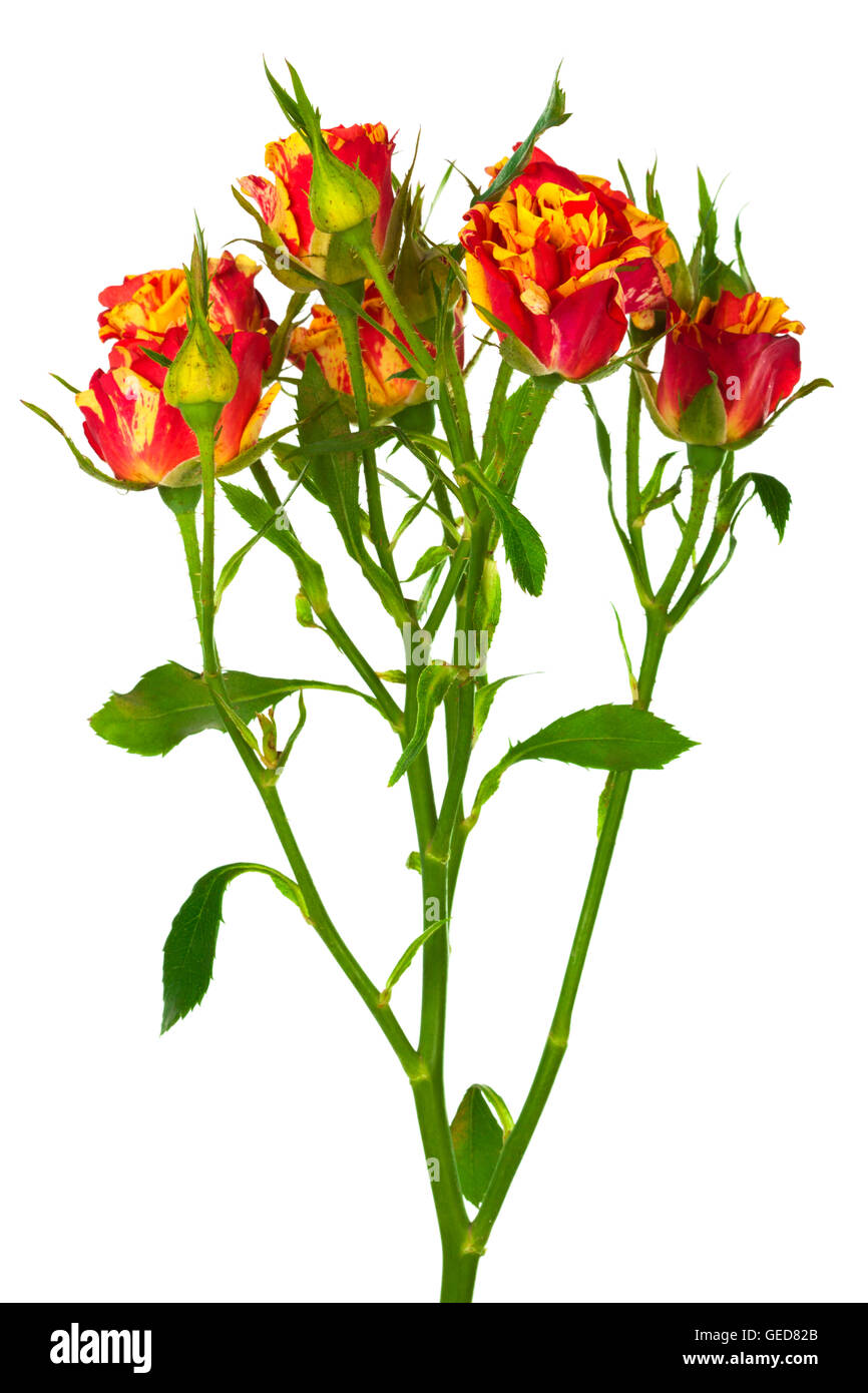 beautiful branch of roses on a white background Stock Photo - Alamy