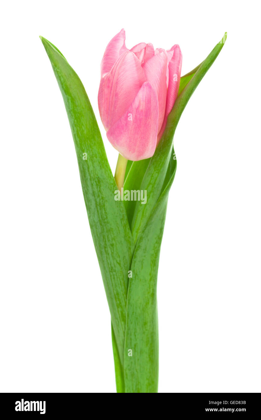 single pink tulip on a white background Stock Photo - Alamy