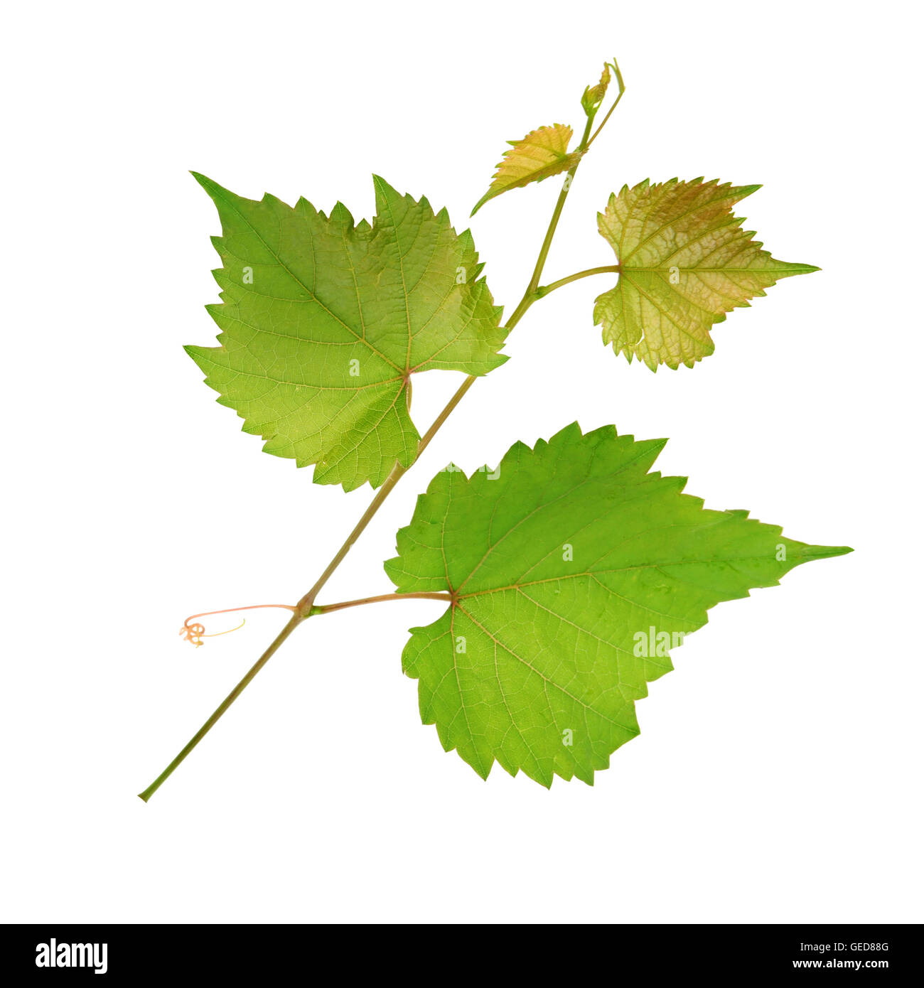 vine and leaves isolated on white background Stock Photo
