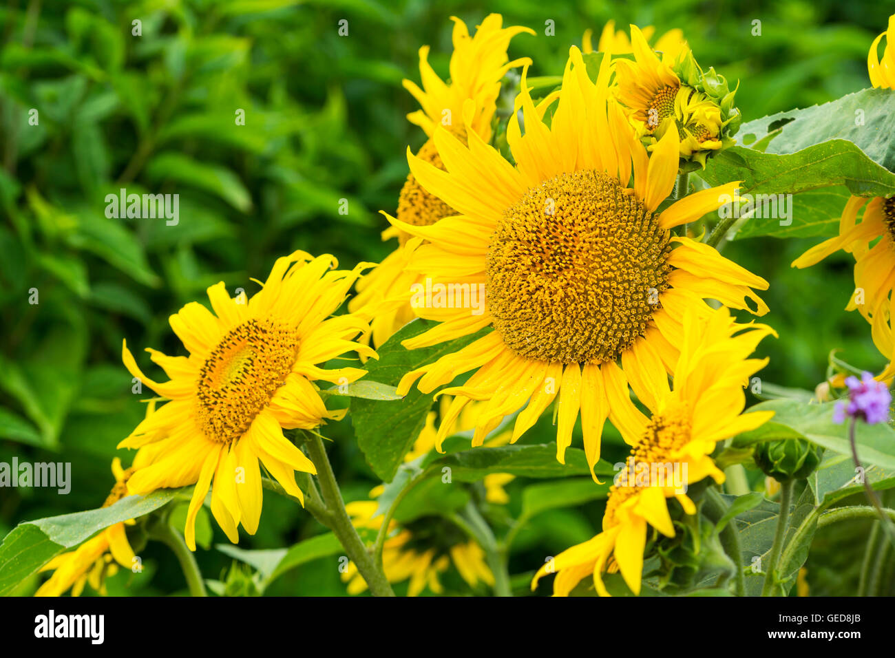Sunflowers helianthus annuus hires stock photography and images Alamy