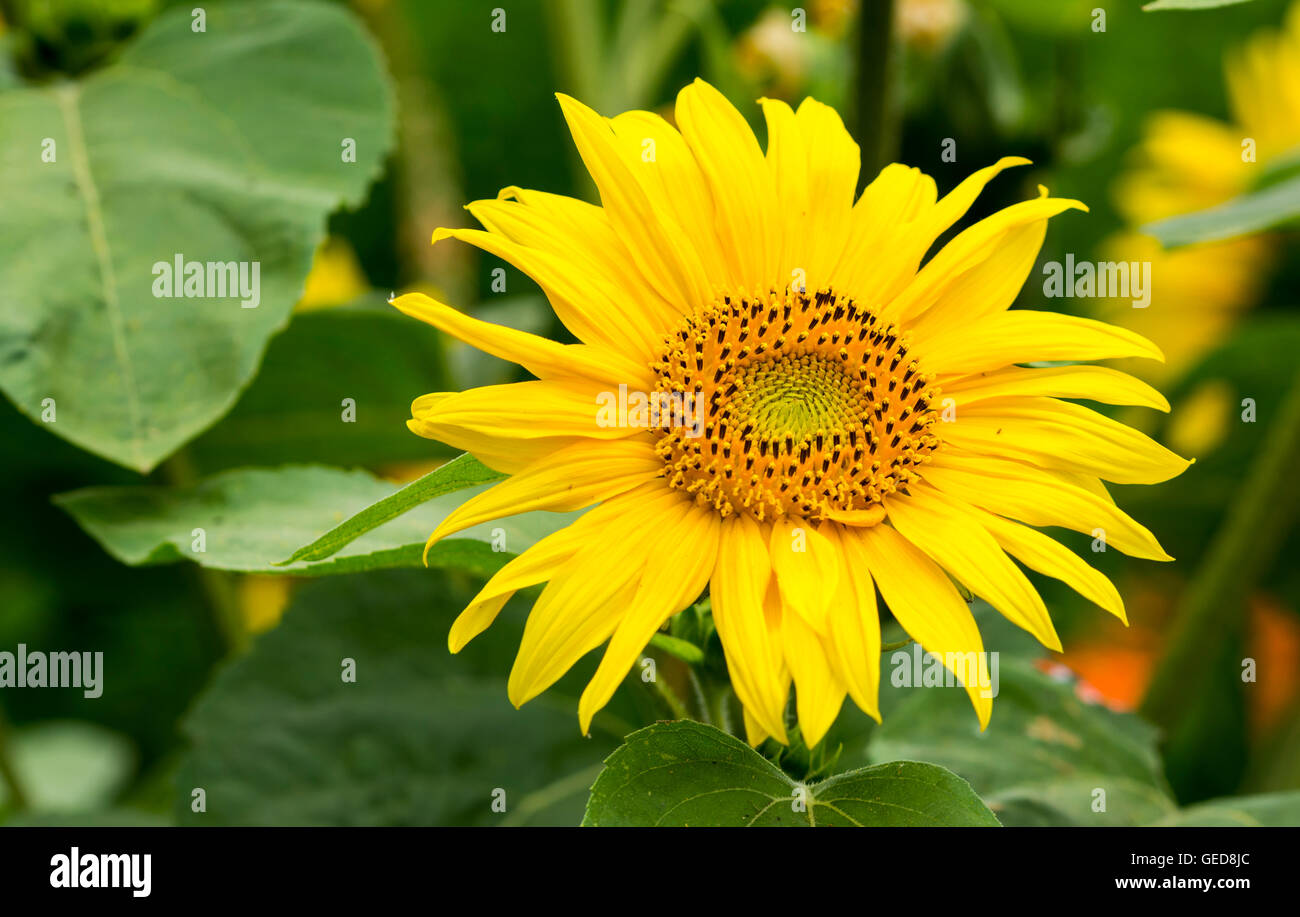 Sunflower (Helianthus annuus) in bloom in Summer, growing in West Sussex, England, UK. Stock Photo
