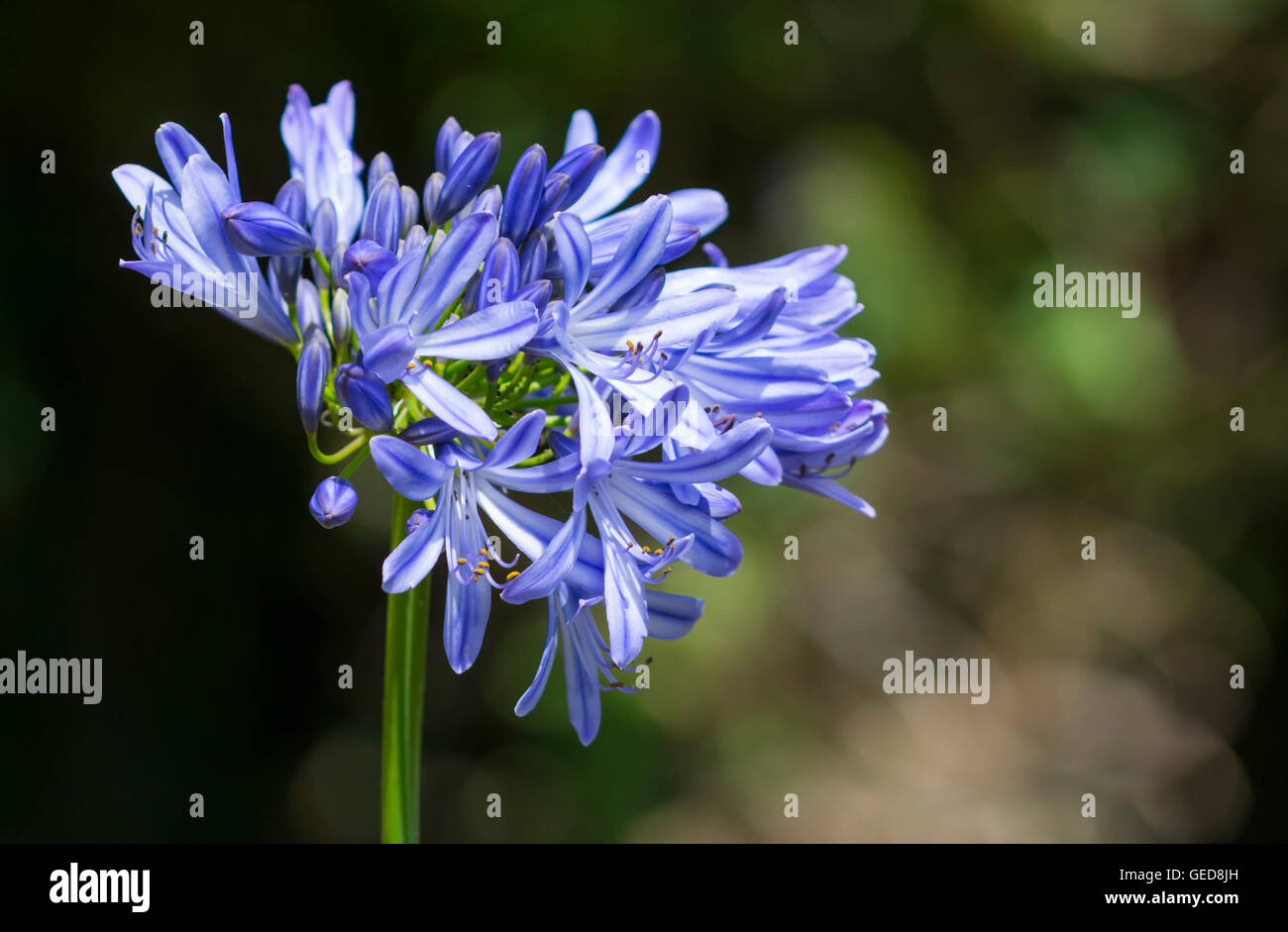 African Lily plant (Agapanthus praecox) growing in Summer in the UK. Stock Photo