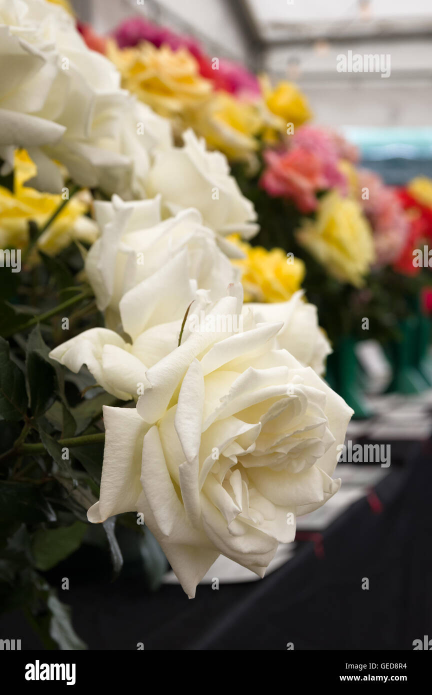 Close up of a white rose, shown at a North of England flower show. Stock Photo