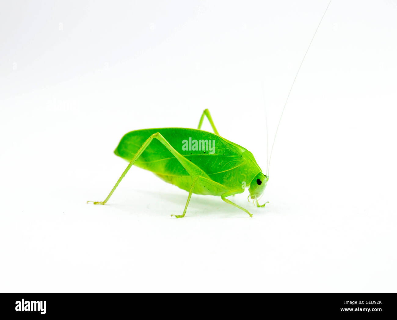 Green Grasshopper side view in an isolated white background Stock Photo