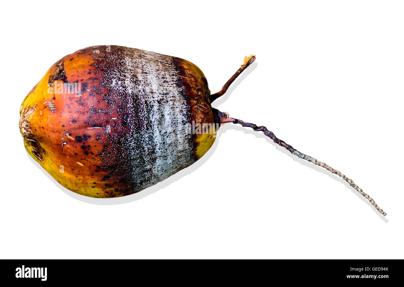 Coconut with clipping path Stock Photo