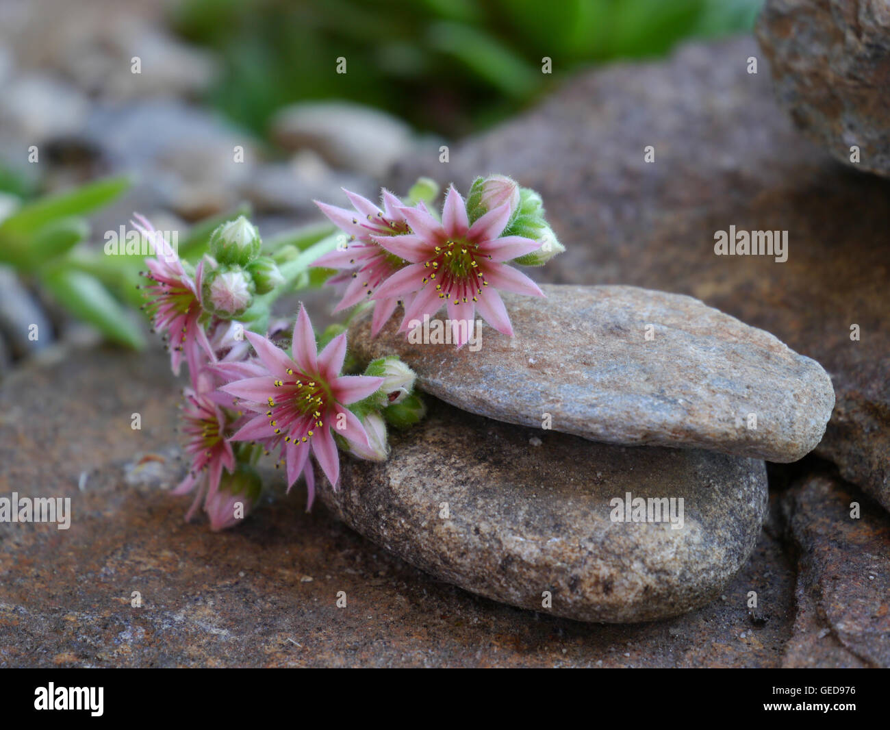 blooms from houseleeks on stones Stock Photo