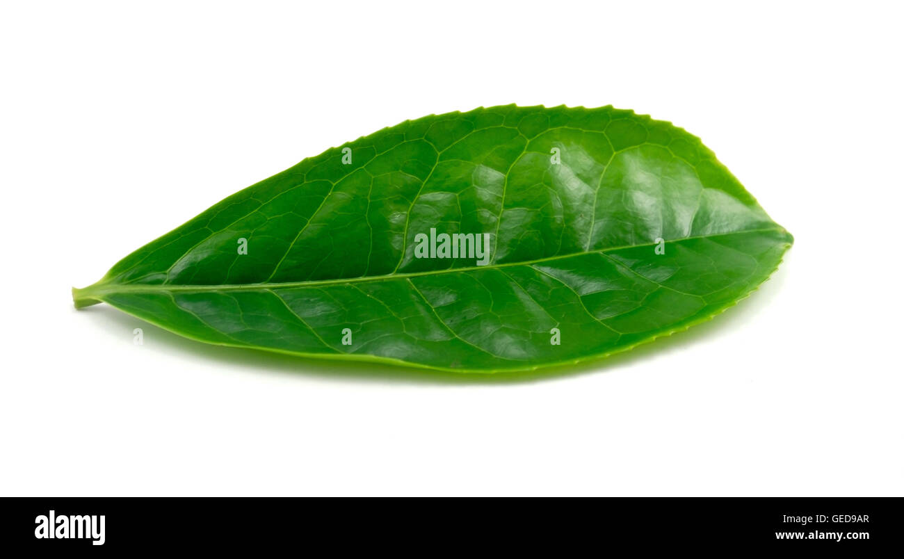 Tea Leaf on white background Stock Photo