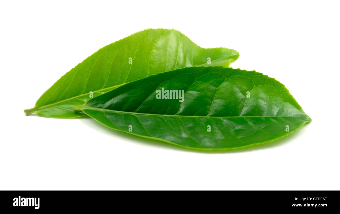 Tea Leaf on white background Stock Photo