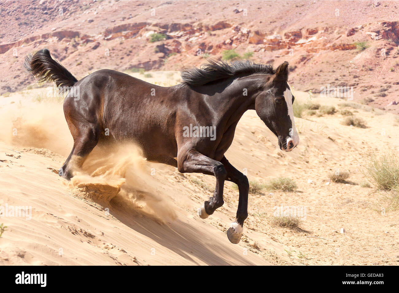 Marwari Horse. Black mare galloping in the desert. Rajasthan, India. Stock Photo