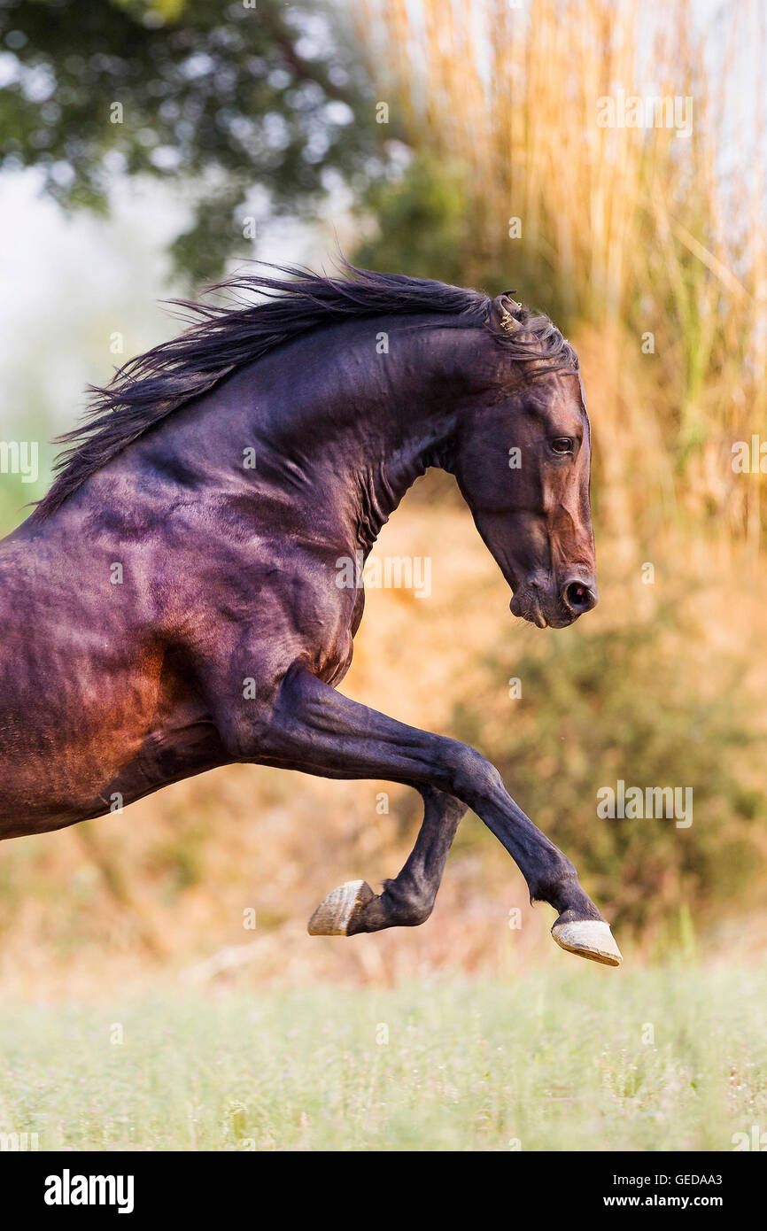 Marwari Horse. Bay stallion galloping on a meadow. Rajasthan, India. Stock Photo