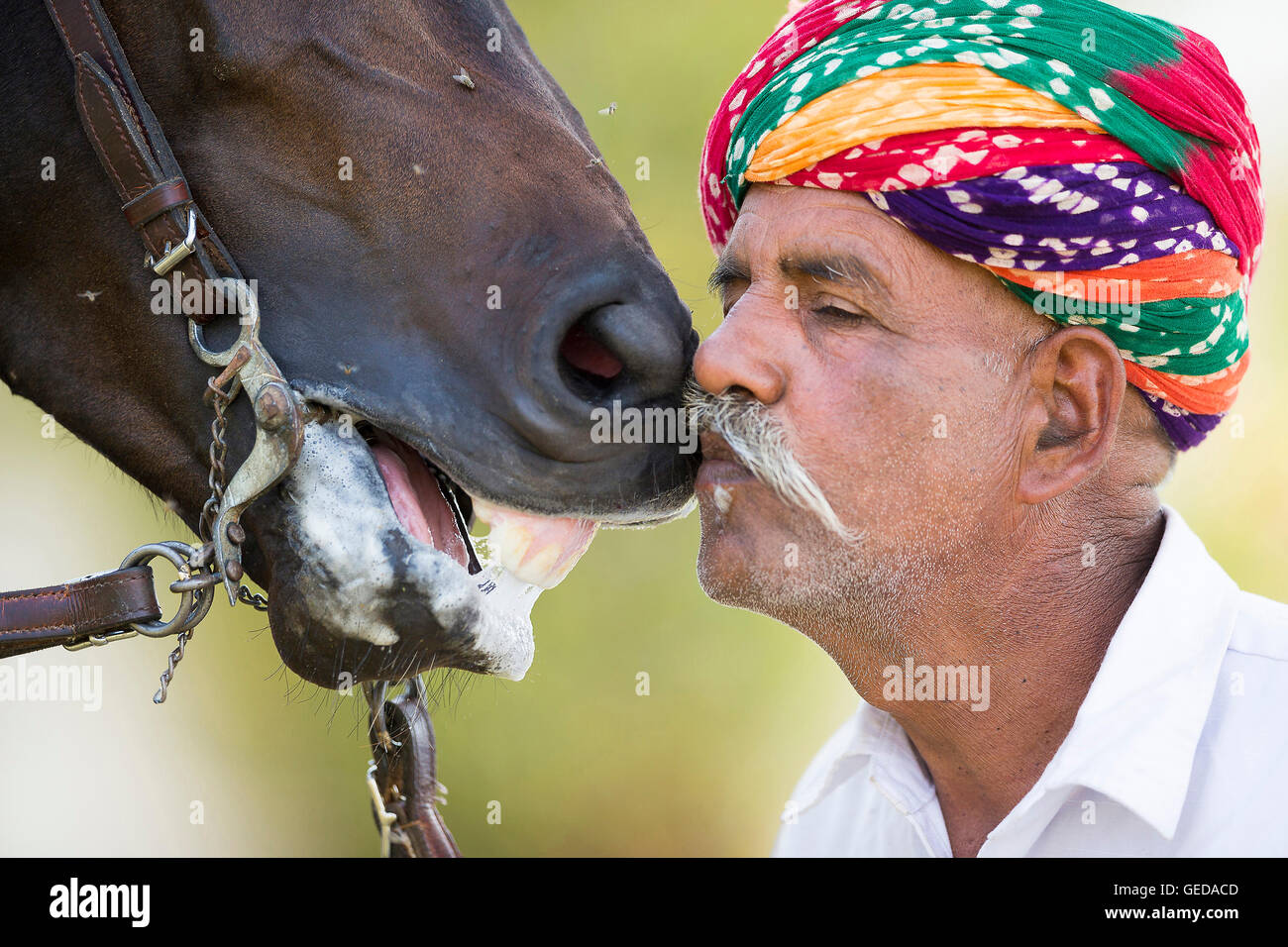 Marwari Horse. Man in traditional smooching with bay stallion. Rajasthan, India. Stock Photo