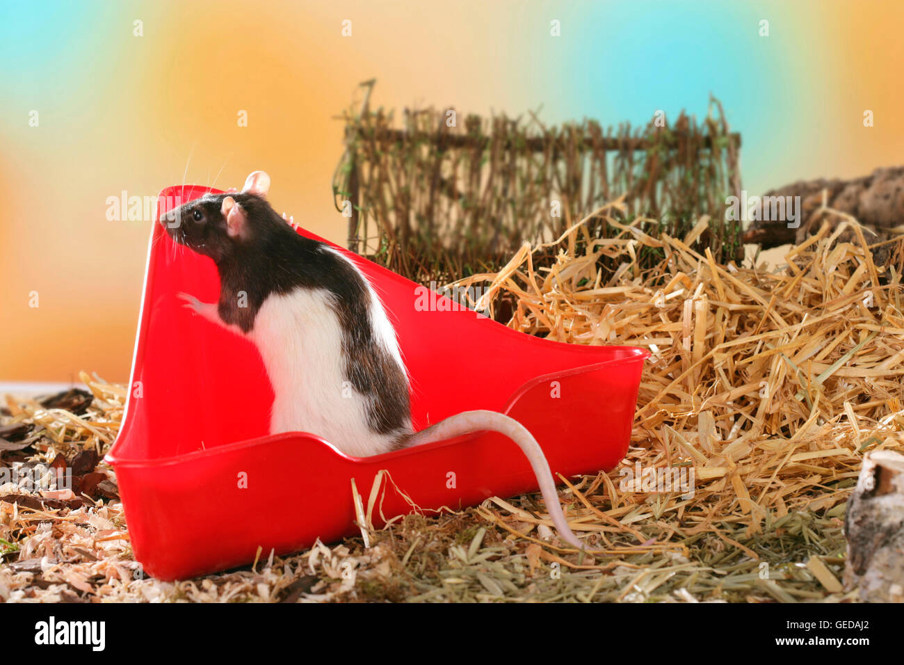 Fancy Rat, Pet Rat (Rattus norvegicus forma domestica) using a rodent