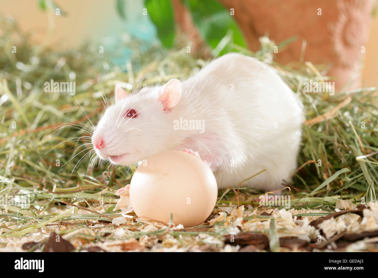 Fancy Rat, Pet Rat (Rattus norvegicus forma domestica). Albino eating