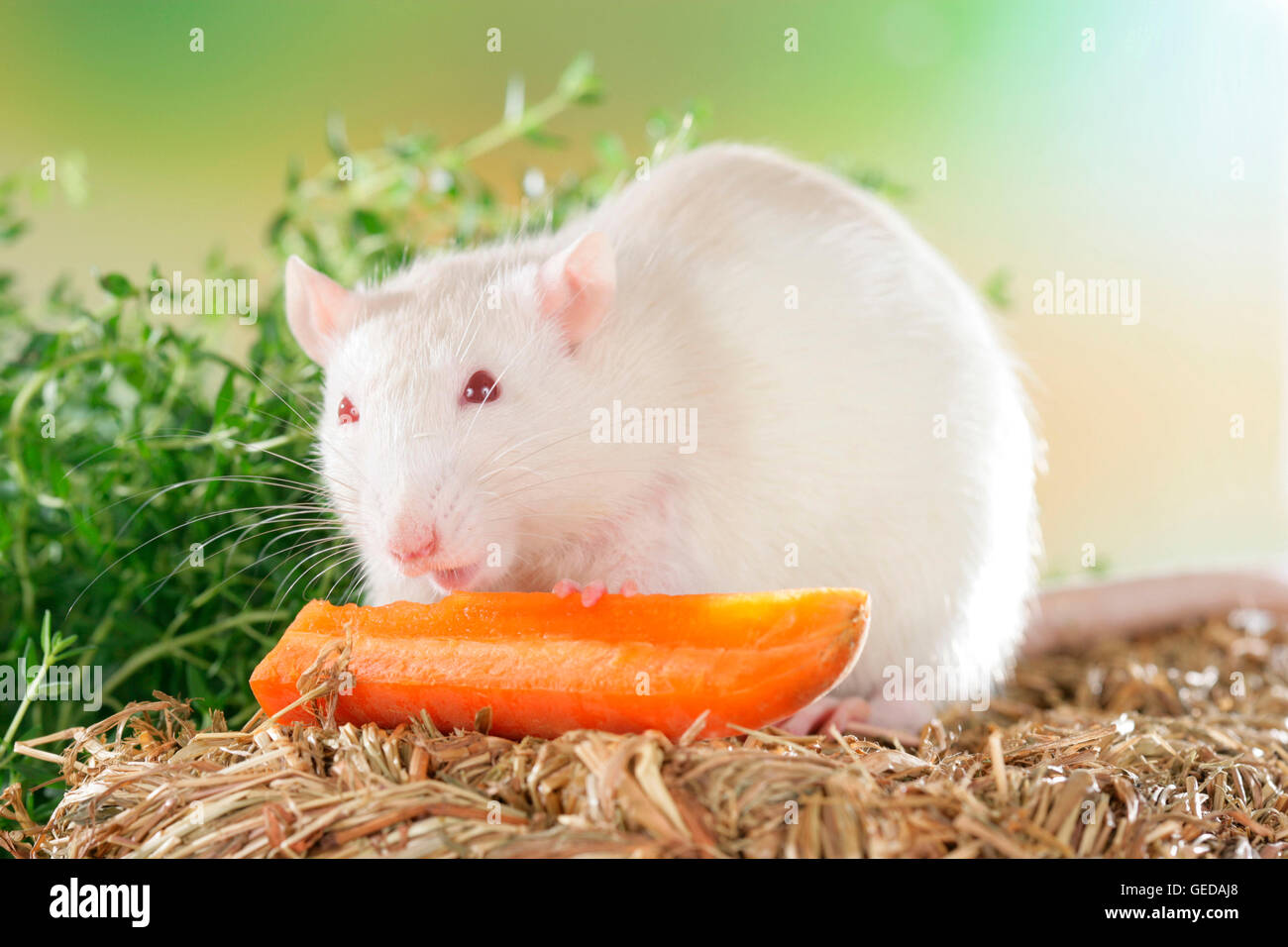 Fancy Rat, Pet Rat (Rattus norvegicus forma domestica). Albino eating a