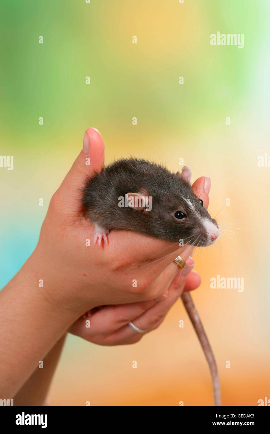 Fancy Rat, Pet Rat (Rattus norvegicus forma domestica) in human hands ...