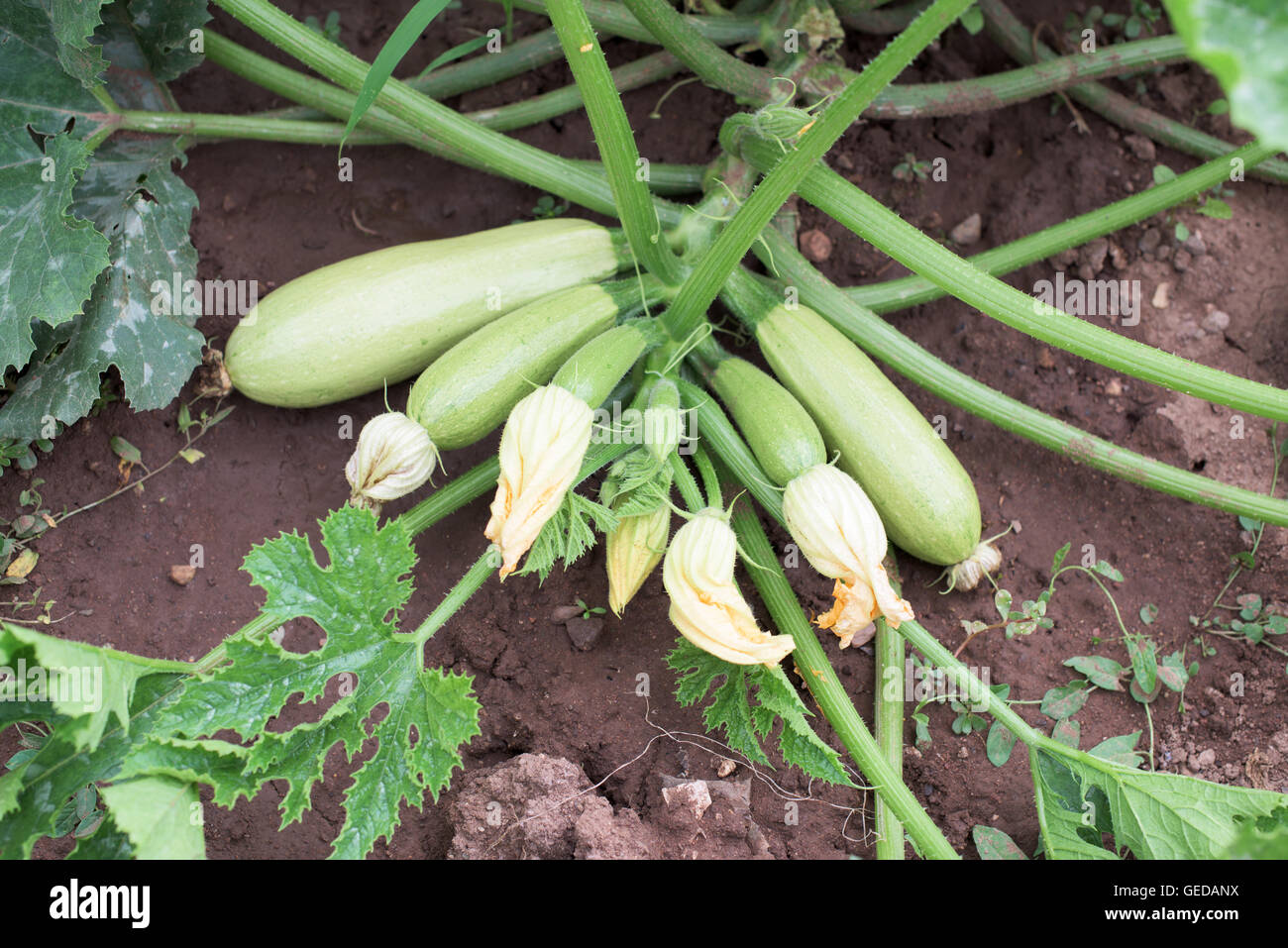 Part of zucchini plant in vegetable garden Stock Photo Alamy