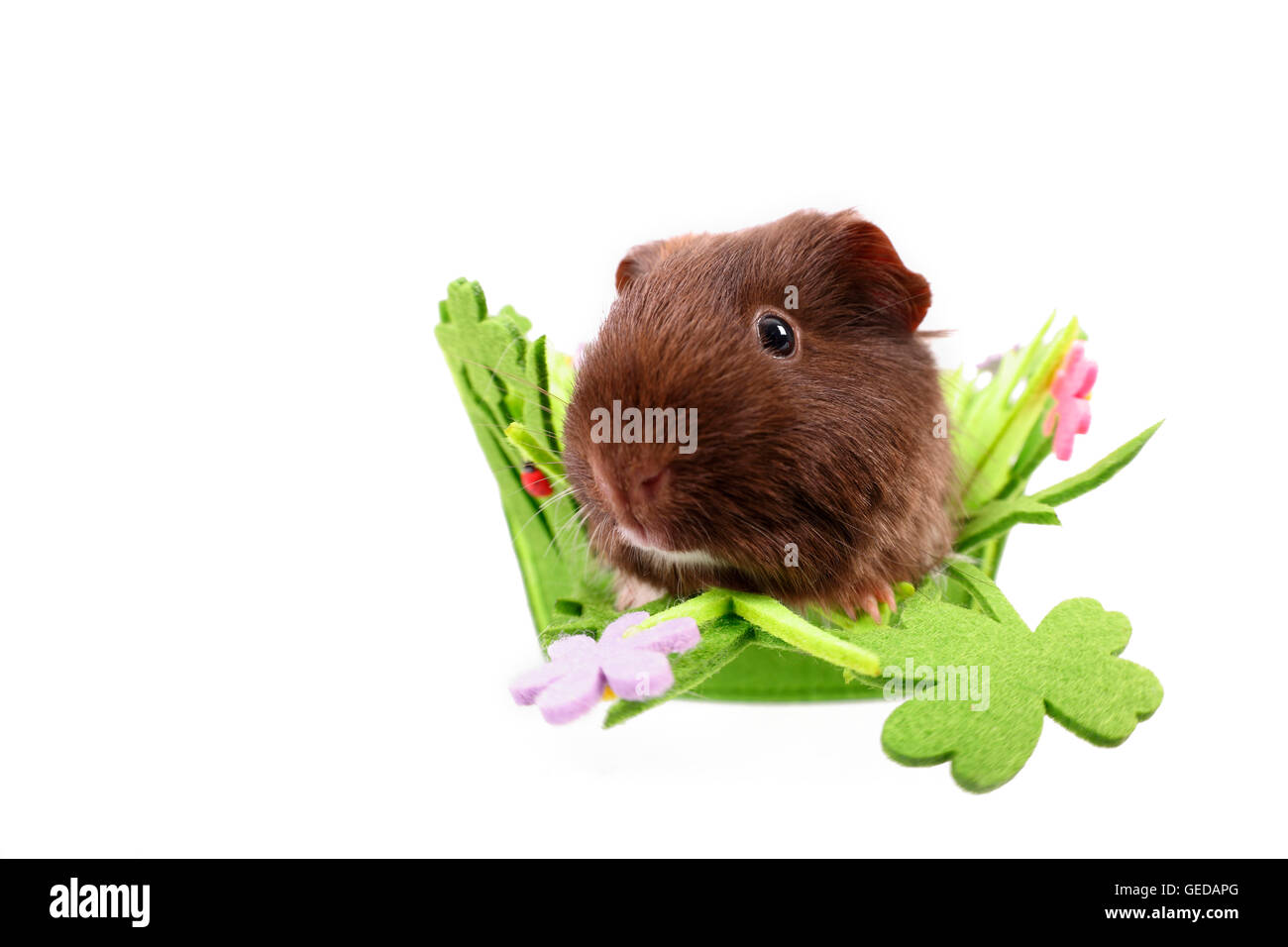 Guinea Pig, Cavie in a green felt bag with clover leaves and flowers