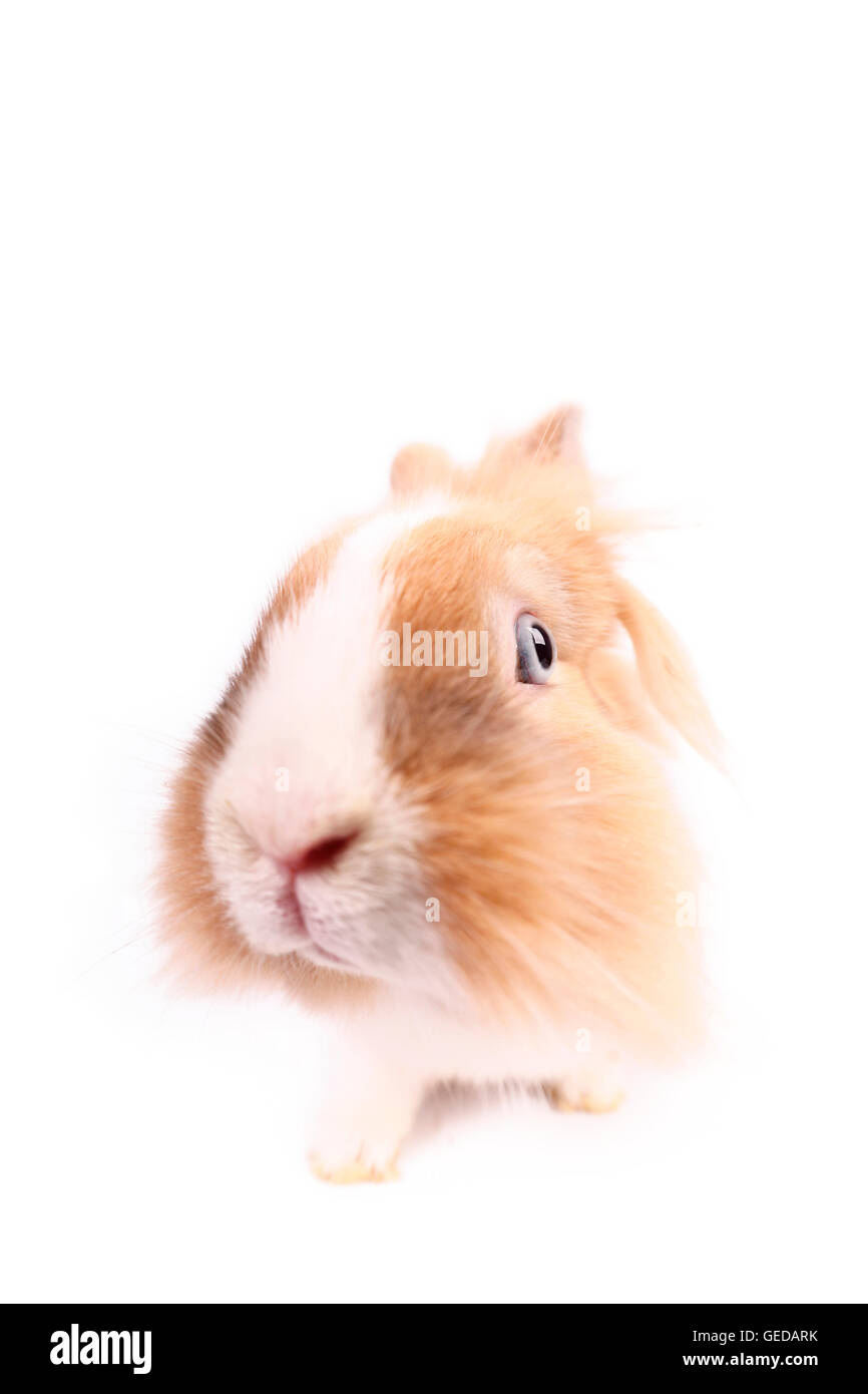 Lion-headed Dwarf Rabbit seen head-on. Studio picture against a white background. Germany Stock Photo