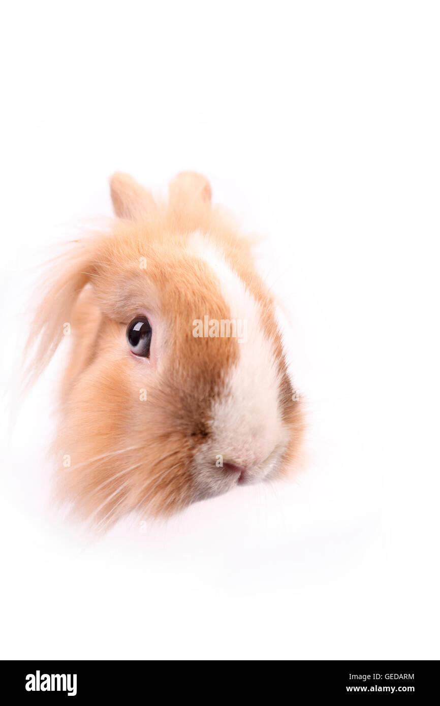 Lion-headed Dwarf Rabbit seen head-on. Studio picture against a white background. Germany Stock Photo