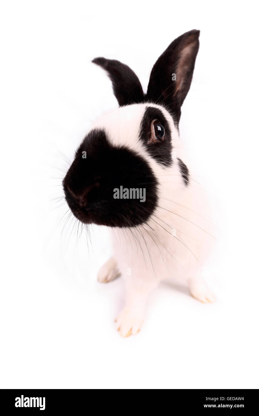 German Giant Rabbit seen headon. Studio picture against a white