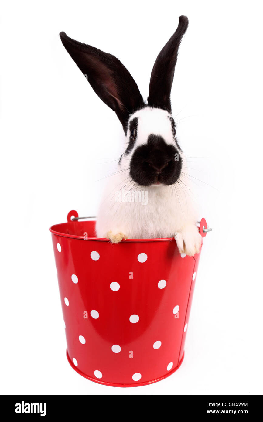 German Giant Rabbit in a red bucket with white polka dots. Studio ...