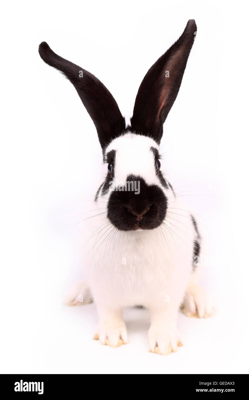 German giant rabbit Cut Out Stock Images & Pictures - Alamy