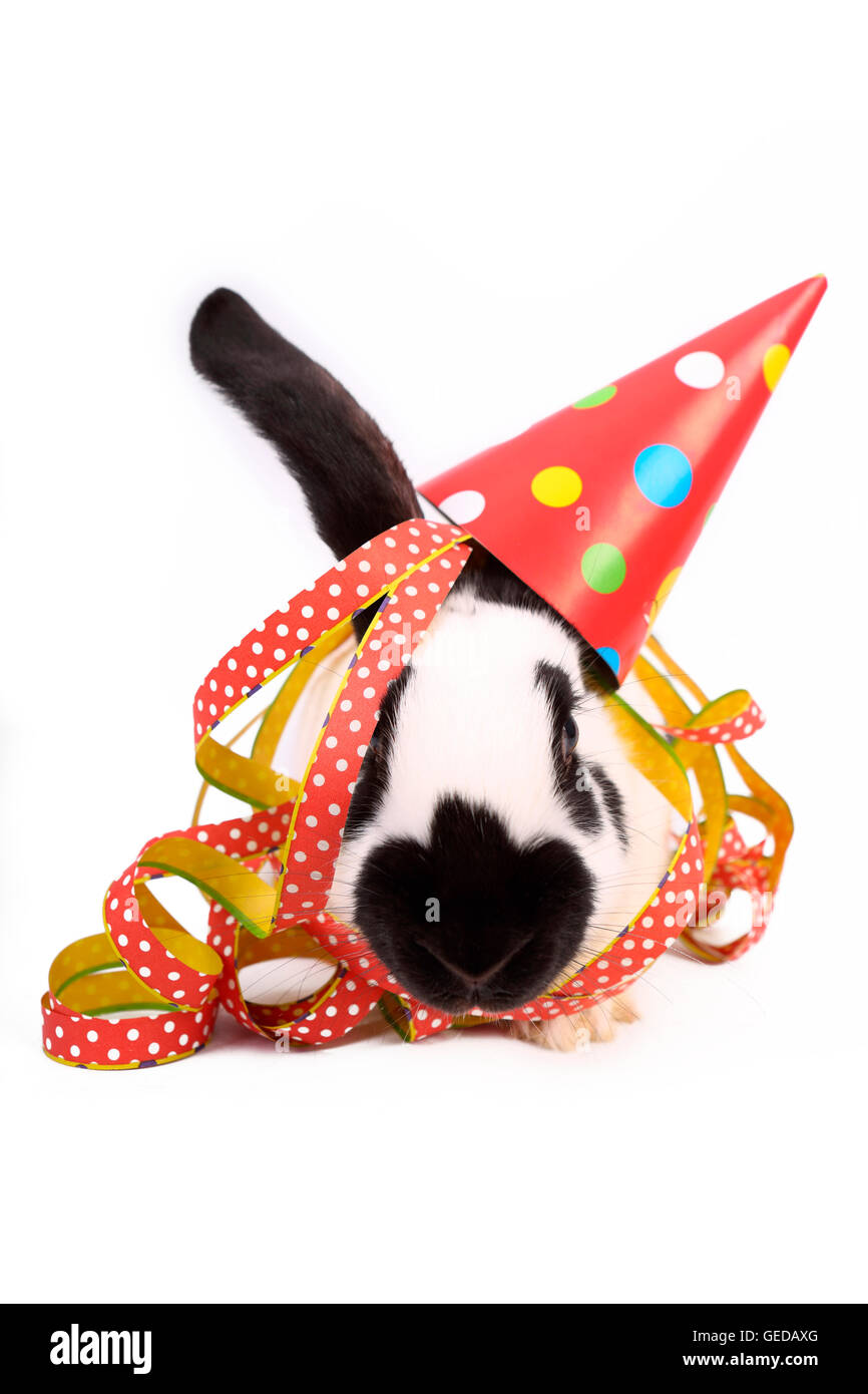 German Giant Rabbit with hat and colorful paper streamers. Studio ...