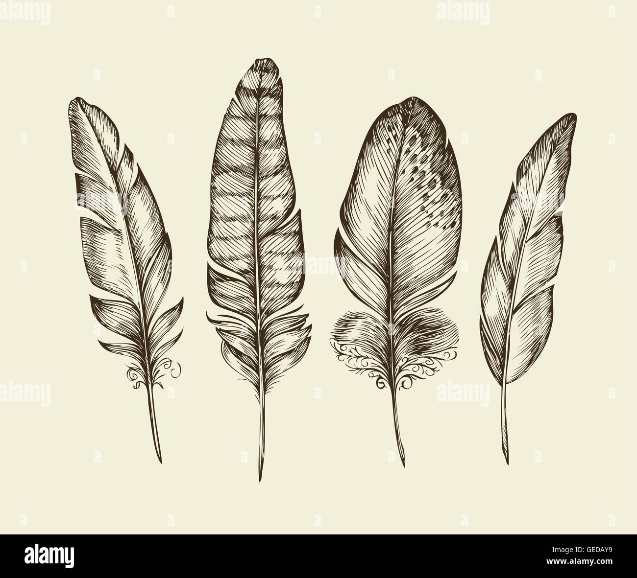 Hand drawn set of various black and white bird feathers, sketch style  vector illustration on white background. Realistic hand drawing of peacock,  parrot, dove, falcon bird feather Stock Vector | Adobe Stock