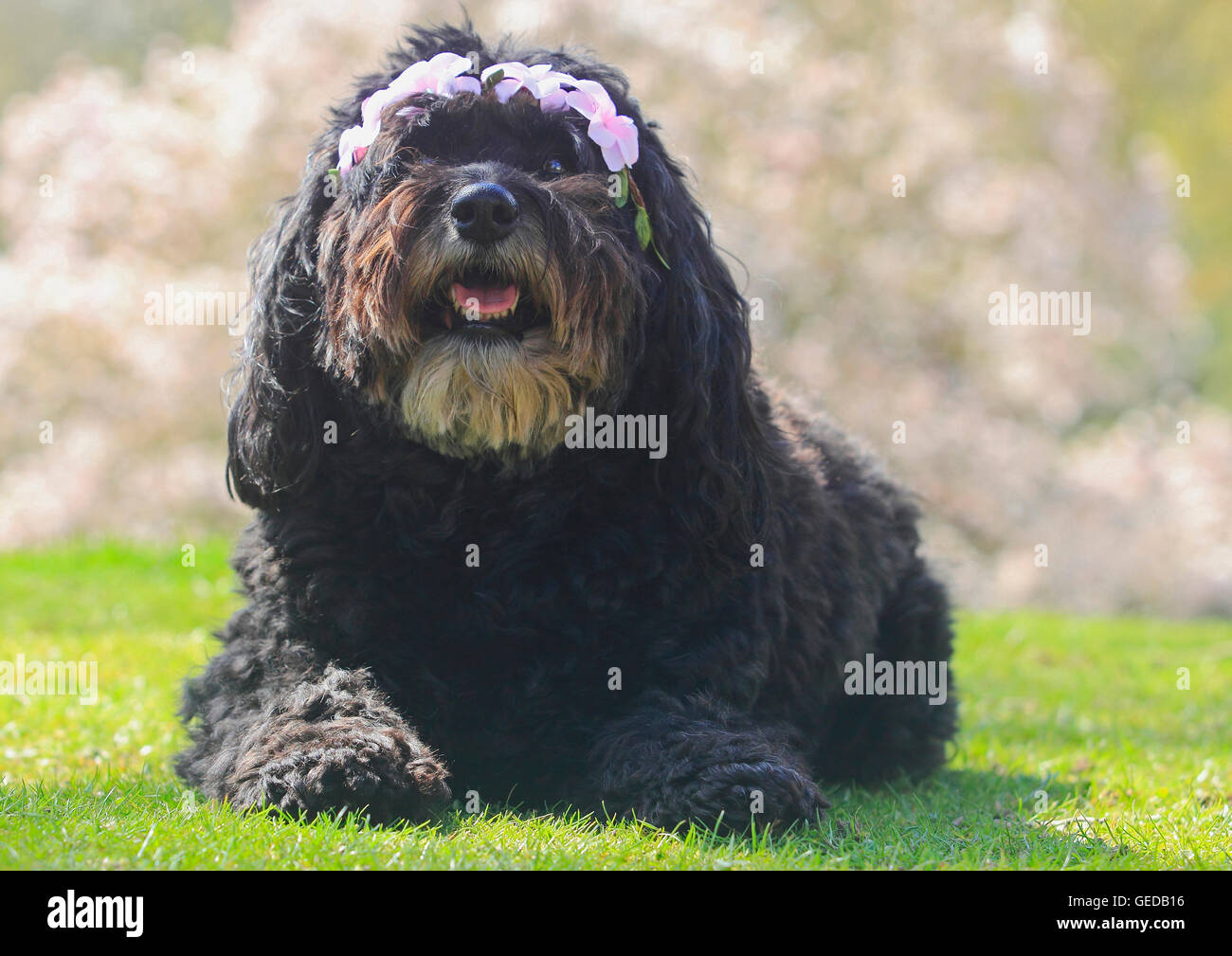 bouvier and poodle mix