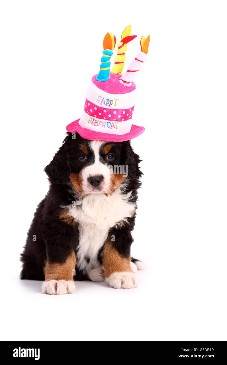 bernese mountain dog cake