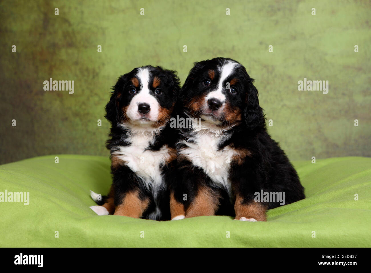 green mountain puppies