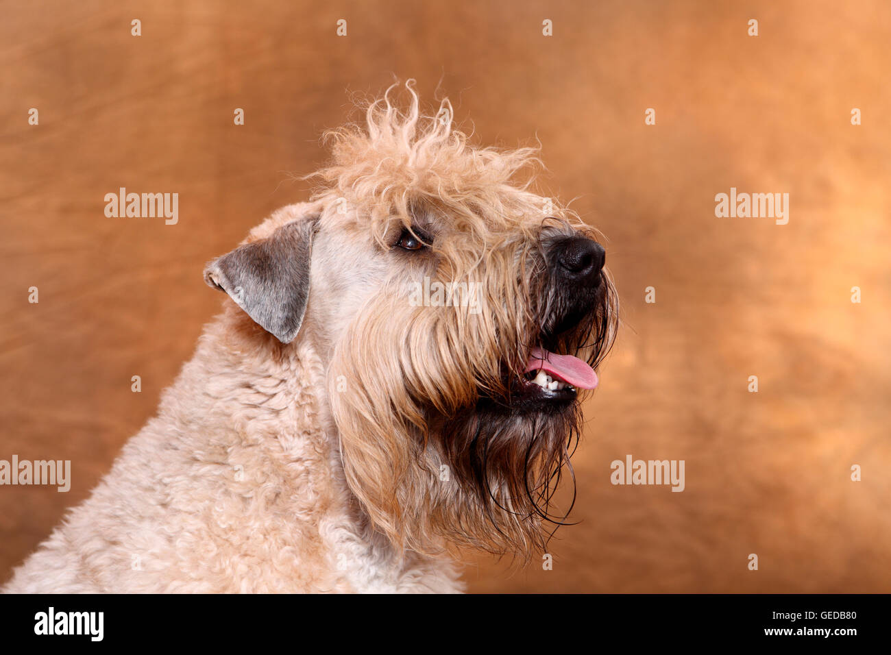Irish Soft Coated Wheaten Terrier. Portrait of adult male seen against a brown background, Germany Stock Photo