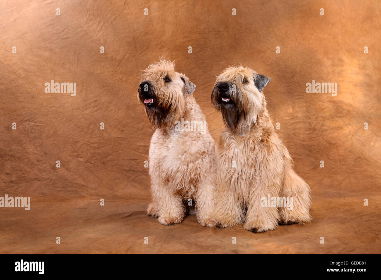 Irish Soft Coated Wheaten Terrier. Pair of adult males sitting, seen against a brown background, Germany Stock Photo