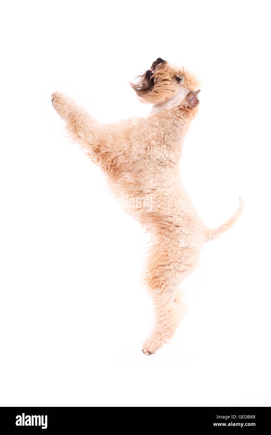 Irish Soft Coated Wheaten Terrier. Adult male leaping. Studio picture against a white background, Germany Stock Photo
