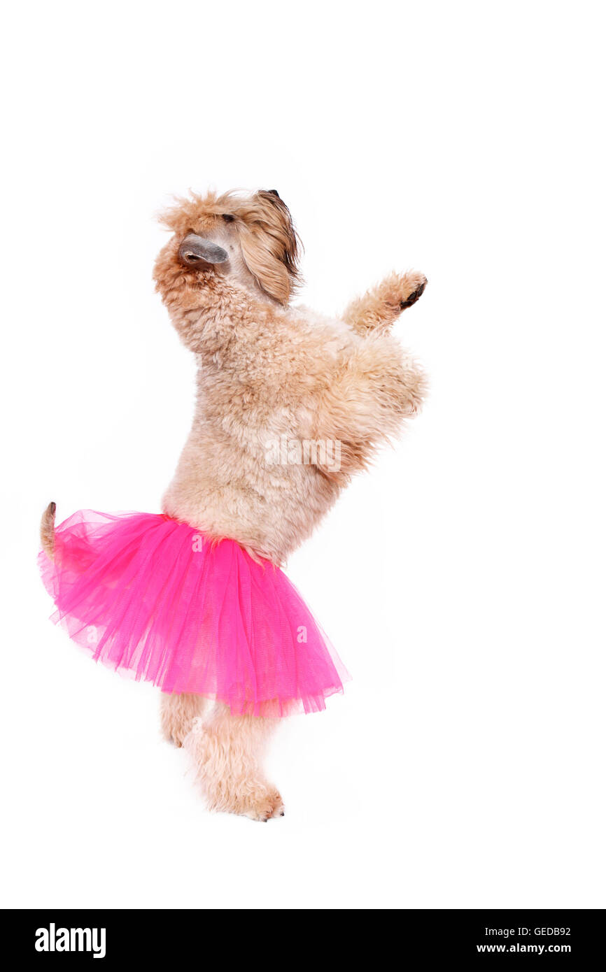 Dancer funny cut out hires stock photography and images Alamy