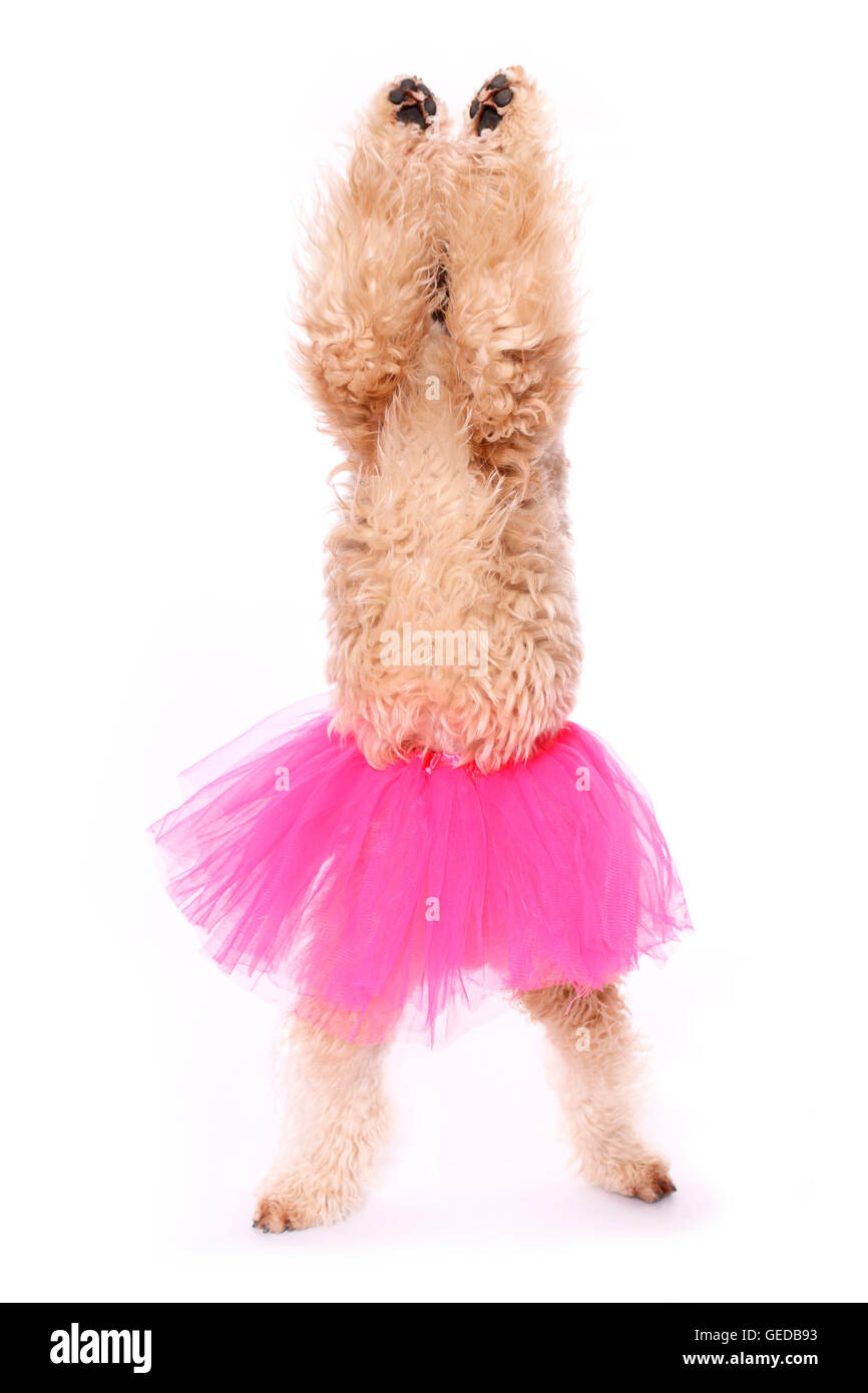 Funny dog picture Cut Out Stock Images & Pictures Alamy